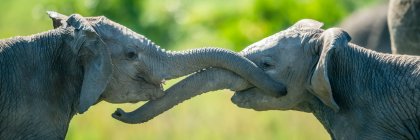 Panorámica de cerca de dos elefantes jóvenes (Loxodonta africana) juegan peleando con sus troncos; Kenia - foto de stock