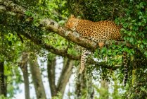 Leopardo (Panthera pardus) durmiendo en la rama del árbol con la pierna colgando hacia abajo; Kenia - foto de stock