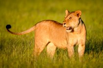 Зблизька левиця (Panthera leo) стоїть у довгому траві на савані, повертаючи голову і дивлячись на відстань; Танзанія — стокове фото