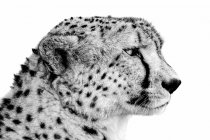 Schwarz-Weiß-Porträt einer Nahaufnahme des Kopfschusses eines Geparden (Acinonyx jubatus); Tansania — Stockfoto
