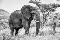 Schwarzweiß-Aufnahme eines Afrikanischen Buschelefanten (Loxodonta africana), der in der Savanne unterwegs ist; Tansania — Stockfoto