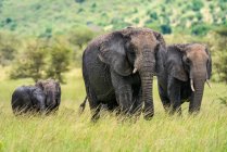 Два взрослых африканских слона (Loxodonta africana), которые ходят по саванне с двумя молодыми слонами; Танзания — стоковое фото