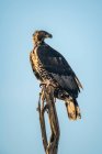 African crowned eagle (Stephanoaetus coronatus) perched on top of a tree stump against blue sky; Tanzania — Stock Photo