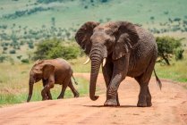 Adulto elefante arbusto Africano (Loxodonta africana) andando na estrada de terra com bezerro elefante em um dia ensolarado; Tanzânia — Fotografia de Stock
