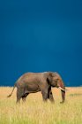 Afrikanischer Buschelefant (Loxodonta africana), der an einem sonnigen Tag mit stürmischem Himmel über der Savanne im langen Gras spaziert; Tansania — Stockfoto
