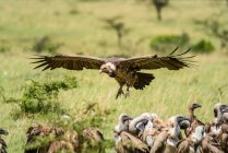 African white-backed vulture (Gyps africanus) glides down over the flock of vultures standing on the savanna; Tanzania — Stock Photo