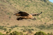 Profile of African white-backed vulture (Gyps africanus) soaring over steep hillside on the savanna; Tanzania — Stock Photo
