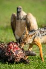 Зблизька чорний шакал (Canis mesomelas) годується з туші як гриф стоїть поруч; Танзанія — стокове фото