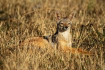 Retrato de chacal-de-costas-pretas (Canis mesomelas) deitado na grama levantando cabeça e olhando alerta; Tanzânia — Fotografia de Stock