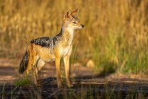 Side view of black-backed jackal (Canis mesomelas) standing in the long grass in the golden sunlight; Tanzania — Stock Photo