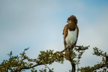 Águia-serpente-de-peito-preto (Circaetus pectoralis) empoleirada em cima de um topo de árvore contra um céu azul olhando para o lado; Tanzânia — Fotografia de Stock