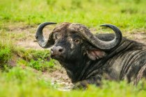 Ritratto ravvicinato di un bufalo del Capo (Syncerus caffer) sdraiato nel fango e che guarda la macchina fotografica; Kenya — Foto stock
