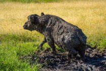 Visão traseira do búfalo-da-capa (Syncerus caffer) se levantando de uma chafurda lamacenta em Grumeti; Tanzânia — Fotografia de Stock