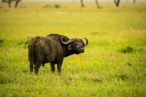 Kapbüffel (Syncerus caffer) steht im Gras in der Savanne und blickt über die Schulter in die Kamera; Tansania — Stockfoto