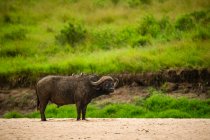 Cabo búfalo (Syncerus caffer) em pé na areia com oxpeckers nas costas; Quênia — Fotografia de Stock