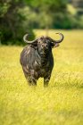 Retrato de búfalo de capa (Syncerus caffer) parado en hierba larga pastando en la sabana mirando a la cámara; Tanzania - foto de stock