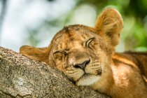 Primo piano del cucciolo di leone (Panthera leo) addormentato nell'albero; Tanzania — Foto stock