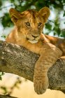 Зблизька левове маля (Panthera leo) розслабляється на гілці дерев у тіні; Танзанія — стокове фото