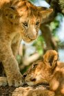 Close-up of lion cub (Panthera leo) standing over and looking down at another cub lying down in tree; Tanzania — Stock Photo