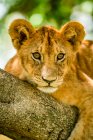 Retrato de cerca de un cachorro de león (Panthera leo) a caballo entre una rama de árbol mirando a la distancia; Tanzania - foto de stock