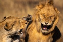 Gros plan de la lionne en colère giflant lion mâle pendant le combat ; Tanzanie — Photo de stock