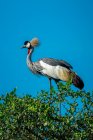 Portrait of grey crowned crane (Balearica regulorum) perched on top of a bush against the blue sky; Tanzania — Stock Photo