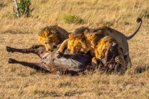 Четыре самца львов (Panthera leo) питаются мертвым буйволом в саванне; Танзания — стоковое фото