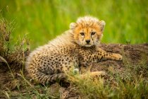 Portrait of cheetah cub (Acinonyx jubatus) lying on the ground and looking at the camera; Tanzania — Stock Photo