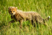 Guépard (Acinonyx jubatus) soulevant la jambe en marchant dans l'herbe sur la savane et en regardant la caméra ; Tanzanie — Photo de stock
