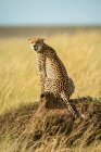 Portrait of cheetah (Acinonyx jubatus) sitting on termite mound on the savanna looking back at camera; Tanzania — Stock Photo