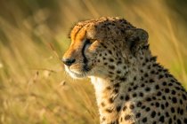 Close-up portrait of cheetah (Acinonyx jubatus) backlit by golden sunlight on the savanna; Tanzania — Stock Photo