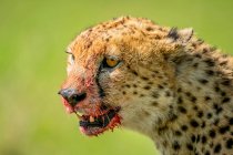 Close-up portrait of cheetah (Acinonyx jubatus) with blood stained face; Tanzania — Stock Photo