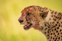 Retrato de cerca del guepardo (Acinonyx jubatus) con la cabeza cubierta de sangre después de la alimentación; Tanzania - foto de stock