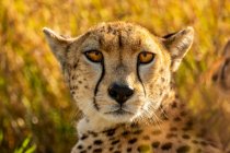 Großaufnahme Porträt eines Geparden, der im Gras liegt und in die Kamera blickt; Tansania — Stockfoto