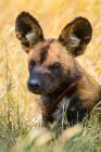 Retrato de cerca de un perro salvaje africano (Lycaon pictus) acostado en la hierba; Tanzania - foto de stock