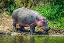 Hippo (Hippopotamus amphibius) de pie en la orilla del río fangoso junto al agua en un día soleado; Tanzania - foto de stock