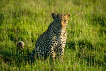 Retrato de um leopardo (Panthera pardus) sentado na grama olhando para a câmera; Tanzânia — Fotografia de Stock