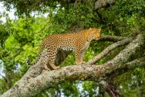 Leopardo (Panthera pardus) de pie sobre una rama cubierta de liquen en el árbol mirando a la distancia; Kenia - foto de stock