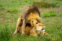 Лев (Panthera leo) кусает спину львицы во время спаривания; Кения — стоковое фото