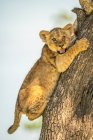 Збільшений портрет левового маля (Panthera leo), що чіпляється за стовбур дерева кігтями і дивиться на камеру; Танзанія — стокове фото