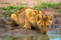 Großaufnahme eines Löwenjungen (Panthera leo), der aus einem schlammigen Wasserloch trinkt; Tansania — Stockfoto