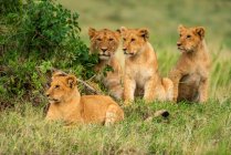 Четыре львиных детеныша (Panthera leo) лежат и сидят на траве; Кения — стоковое фото