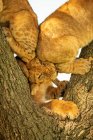Primo piano del cucciolo di leone (Panthera leo) schiacciato da altri due cuccioli su un albero; Tanzania — Foto stock
