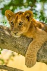 Close-up portrait of lion cub (Panthera leo) lying on tree branch with paw dangling down; Tanzania — Stock Photo