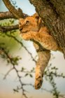 Lion ourson (Panthera leo) relaxant sur la branche d'arbre regardant vers le haut ; Tanzanie — Photo de stock