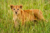 Portrait of lion cub (Panthera leo) standing in the long grass looking at camera through the grass; Tanzania — Stock Photo