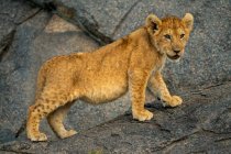 Retrato de close-up do filhote de leão (Panthera leo) em pé sobre a rocha olhando para a distância; Tanzânia — Fotografia de Stock