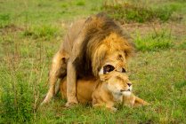 Leone (Panthera leo) che morde la schiena del collo della leonessa durante l'accoppiamento; Kenya — Foto stock