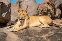 Close-up portrait of lioness (Panthera leo) lying down on rock outcrop in the sunshine; Tanzania — Stock Photo
