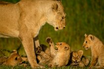 Зблизька левиця (Panthera leo) стоїть понад чотирьох левових малят; Танзанія — стокове фото